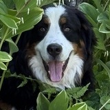 Entry image for Willow