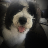Entry image for Frankie