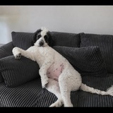 Entry image for Gracie