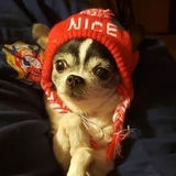Entry image for Monty