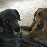Entry image for Charlie and Barney