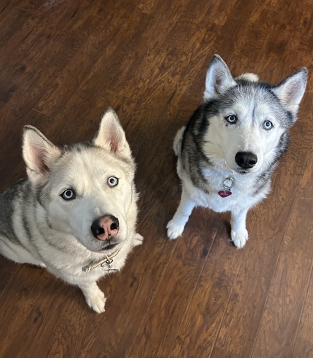 Entry image for Lakota and Moon. Clicking this image will show a larger photo