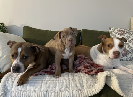 Entry image for Nitro, Dixie & Opal. Clicking this image will show a larger photo