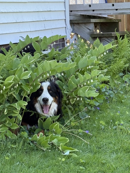 Entry image for Willow. Clicking this image will show a larger photo