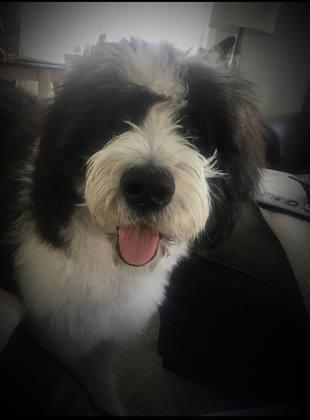 Entry image for Frankie. Clicking this image will show a larger photo