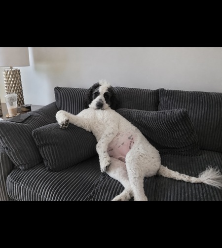 Entry image for Gracie. Clicking this image will show a larger photo