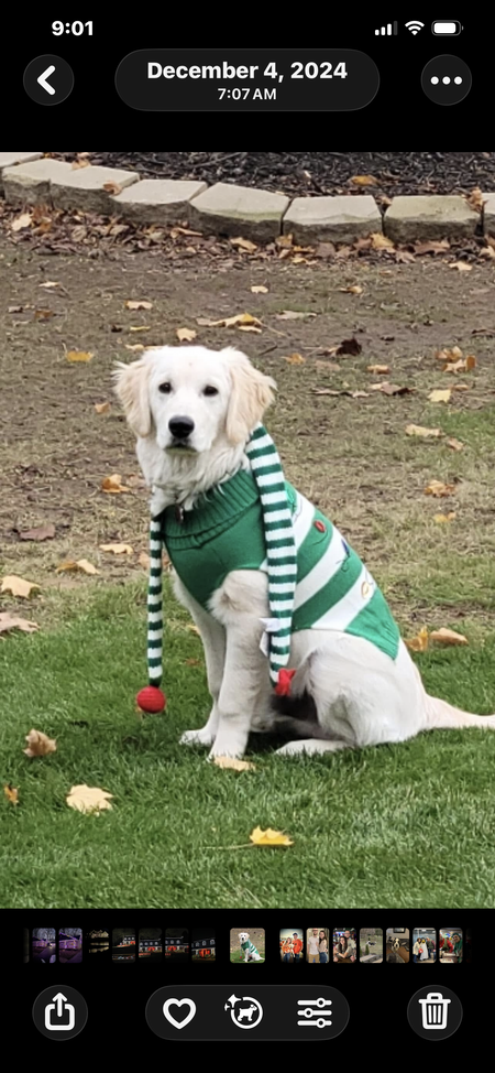 Entry image for Teddy. Clicking this image will show a larger photo