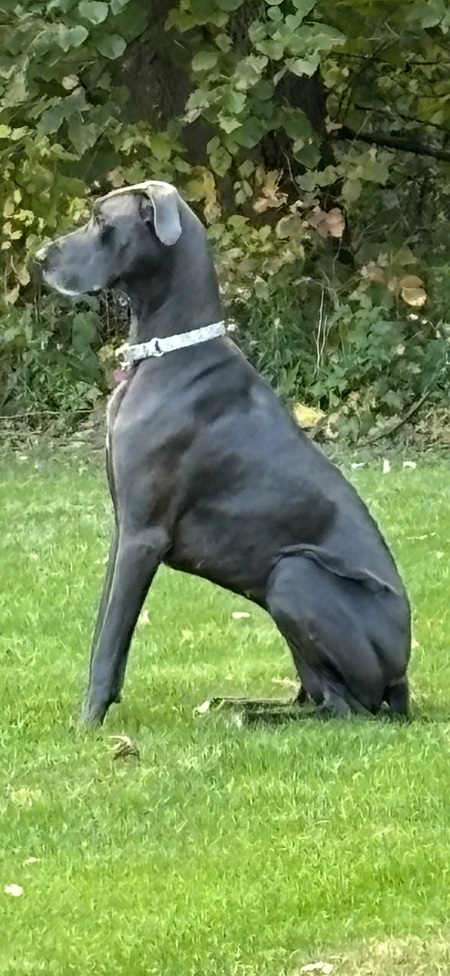 Entry image for Lexi. Clicking this image will show a larger photo