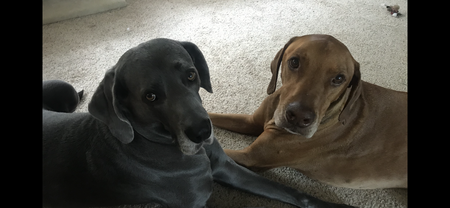 Entry image for Charlie and Barney. Clicking this image will show a larger photo