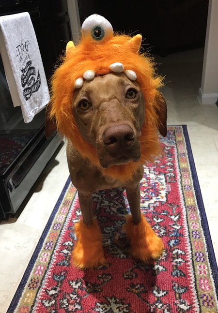 Ginger