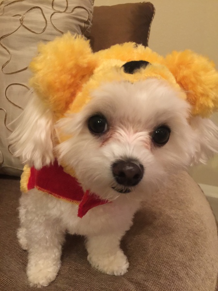 Sammy