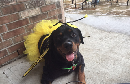 Bowser