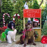 Entry image for Leroy, Madeline, Rosie & Dalton