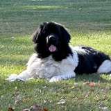 Entry image for Gus