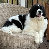 Entry image for Daisy