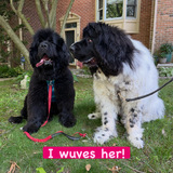 Entry image for Phoebe and Theo