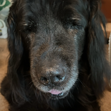 Entry image for Buddy