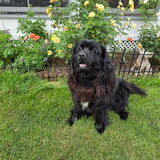 Entry image for Molly B