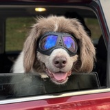 Entry image for BooBoo