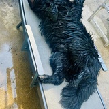 Entry image for Baloo