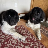 Entry image for Dakota and Zeus 