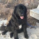 Entry image for Rosie