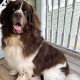 Entry image for Fluffy