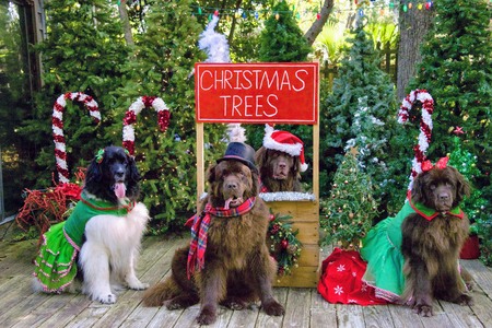 Entry image for Leroy, Madeline, Rosie & Dalton. Clicking this image will show a larger photo