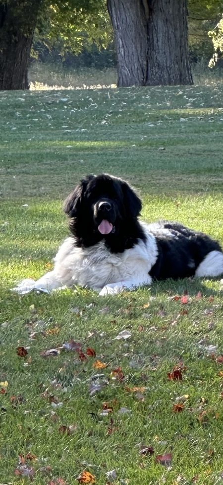 Entry image for Gus. Clicking this image will show a larger photo