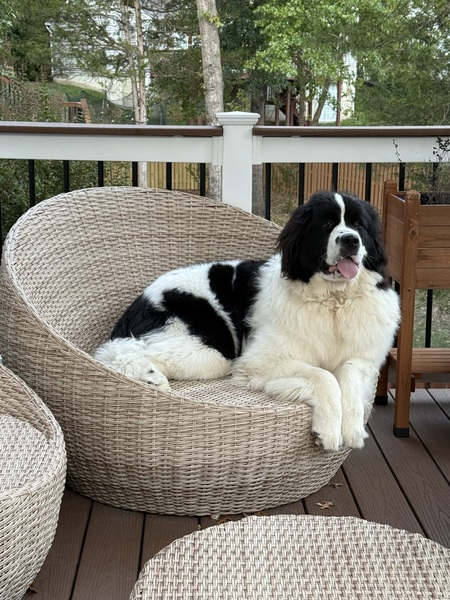 Entry image for Daisy. Clicking this image will show a larger photo