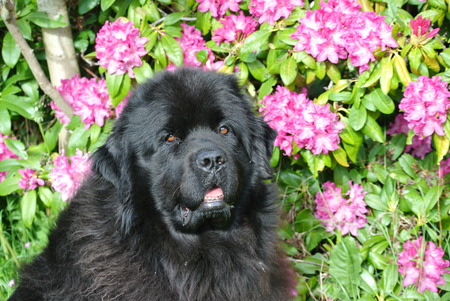 Entry image for MISSPIPPA. Clicking this image will show a larger photo