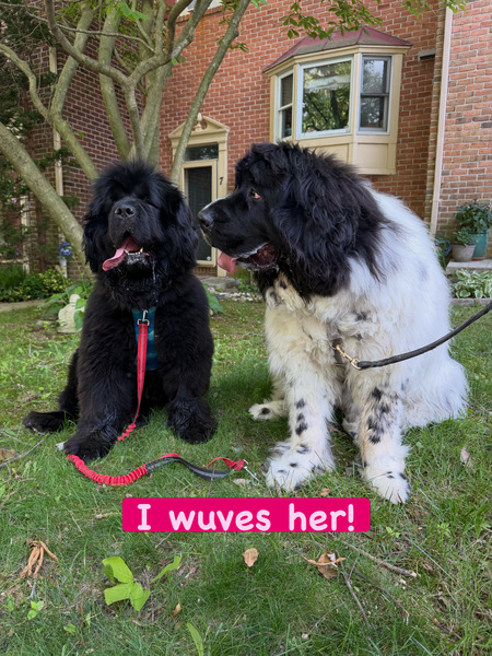 Entry image for Phoebe and Theo. Clicking this image will show a larger photo
