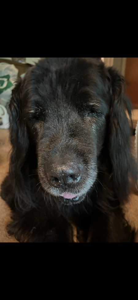 Entry image for Buddy. Clicking this image will show a larger photo