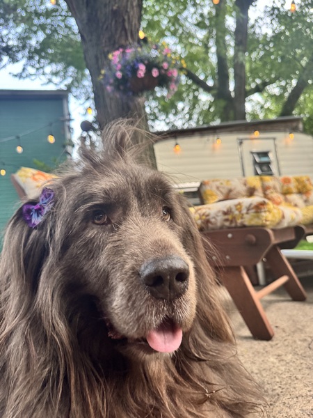 Entry image for Maple Fluffhead. Clicking this image will show a larger photo