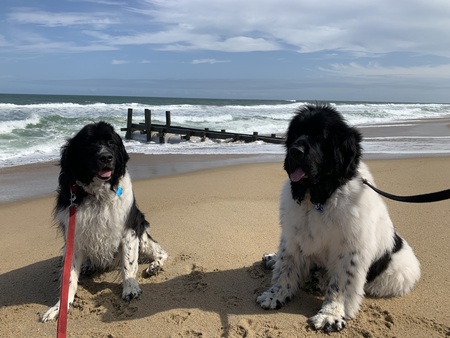 Entry image for Chance and Fred. Clicking this image will show a larger photo