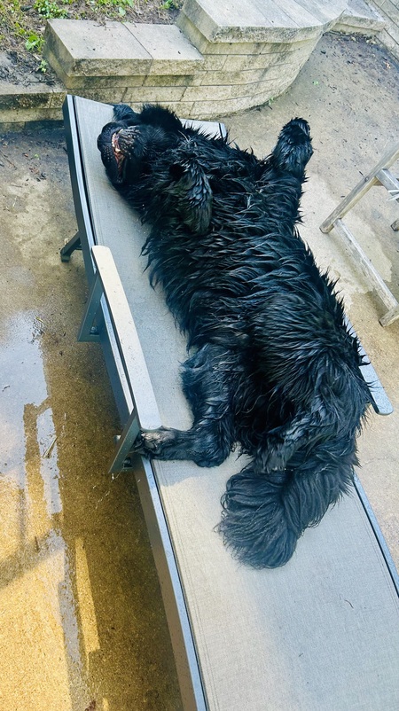 Entry image for Baloo. Clicking this image will show a larger photo