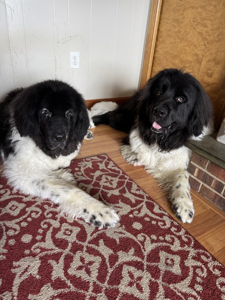 Entry image for Dakota and Zeus . Clicking this image will show a larger photo