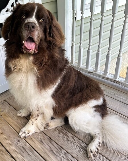 Entry image for Fluffy. Clicking this image will show a larger photo