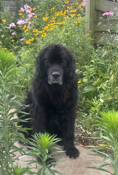 Entry image for Tucker. Clicking this image will show a larger photo