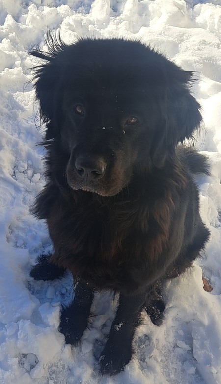 Entry image for Maybelle . Clicking this image will show a larger photo