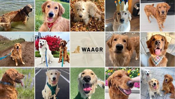 Banner for Wisconsin Adopt a Golden Retriever 2027 Calendar Photo Contest