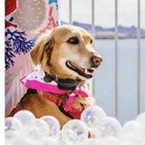Entry image for Holly