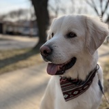 Entry image for Finn