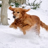 Entry image for Izzy