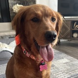 Entry image for Sadie
