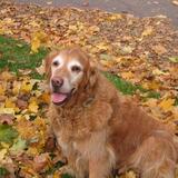 Entry image for Barkley