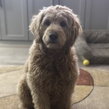 Entry image for Maisie