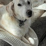 Entry image for Riggs