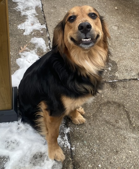 Entry image for Trixie . Clicking this image will show a larger photo