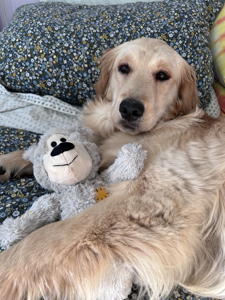 Entry image for Junie. Clicking this image will show a larger photo